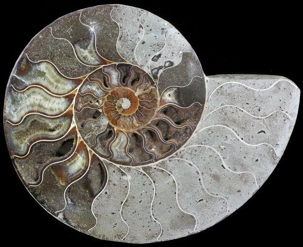 Bargain, Cut Ammonite Fossil (Half) - Agatized #71059
